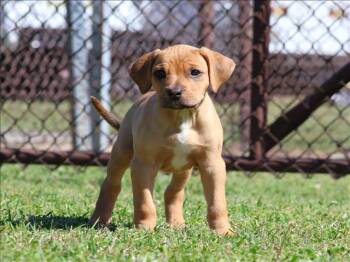 Beagle and Mixed Breed Dogs Available for Adoption - A120638 | PetCurious