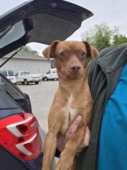 Chihuahua and Dachshund Dogs Available for Adoption in Beatrice, Nebraska - Rye | PetCurious