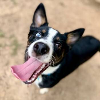 Corgi and Australian Cattle Dog Blue Heeler Dogs Available for Adoption in Friendswood, Texas - Cheerio The Bestest Boy | PetCurious