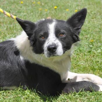 Charles -  Australian Shepherd and Mixed Breed Dog for Adoption in Prescott, Arizona - Charles | PetCurious