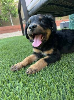 Rescue Rottweiler and Australian Shepherd Dogs for Adoption in Tempe, Arizona - Benny | PetCurious