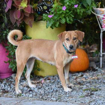 Whitney -  Labrador Retriever Dog for Adoption in Wake Forest, North Carolina - Whitney | PetCurious