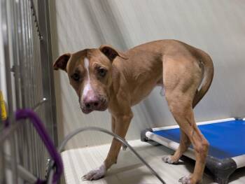 Pit Bull Terrier Dogs Available for Adoption in Thousand Oaks, California - Ruger - URGENT AND AT RISK | PetCurious