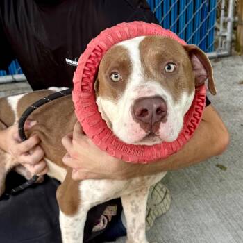 Rescue Mixed Breed Dogs for Adoption in Summerville, South Carolina - Donathan | PetCurious