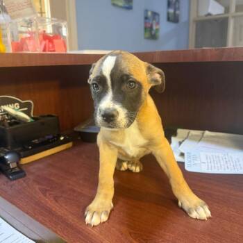 Australian Cattle Dog Blue Heeler and Mixed Breed Dogs Available for Adoption in Casa Grande, Arizona - Cedar | PetCurious
