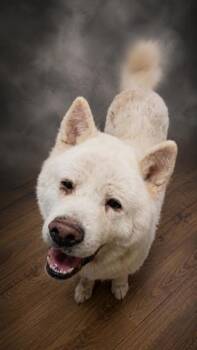 Akita Dogs Available for Adoption in West Memphis, Arkansas - Apollo | PetCurious