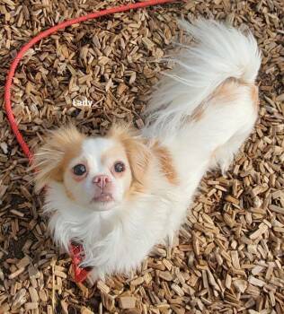 Papillon and Cavalier King Charles Spaniel Dogs Available for Adoption in East Hartford, Connecticut - Lady | PetCurious