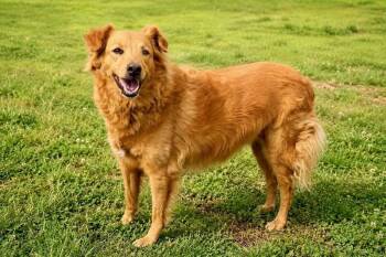 Golden Retriever Dogs Available for Adoption in Maryville, Tennessee - Dixie | PetCurious
