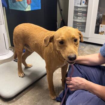 Bruno -  Labrador Retriever and Mixed Breed Dog for Adoption in Eureka Springs, Arkansas - Bruno | PetCurious