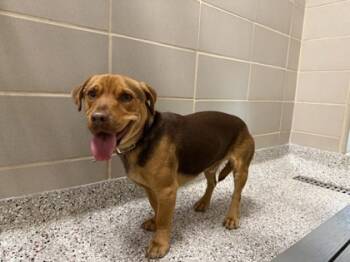 Rescue Terrier and Mixed Breed Dogs for Adoption in Gastonia, North Carolina - 59826967 | PetCurious