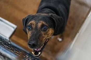 Odin -  Hound and Mixed Breed Dog for Adoption in Golden Valley, Minnesota - Odin | PetCurious