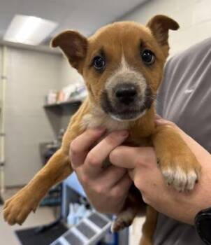 Chihuahua and Fox Terrier Dogs Available for Adoption - Timothy | PetCurious