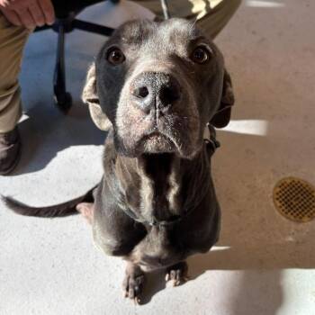 Gomez Stray Hold 10/31 -  Mixed Breed Dog for Adoption in Huntington, West Virginia - Gomez Stray Hold 10/31 | PetCurious