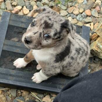 Australian Shepherd and Mixed Breed Dogs Available for Adoption in Prescott, Arizona - Letti | PetCurious
