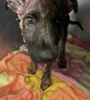 SABOR -  Pit Bull Terrier Dog for Adoption in San Bernardino, California - SABOR | PetCurious
