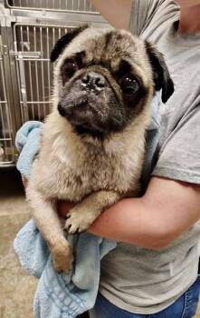 Tommy Toby -  Pug Dog for Adoption in Milton, Georgia - Tommy Toby | PetCurious