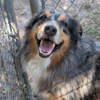 Australian Shepherd Dogs Available for Adoption - Buddy | PetCurious