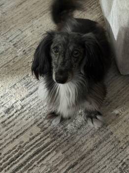 Frank5 -  Dachshund Dog for Adoption in West Columbia, South Carolina - Frank5 | PetCurious