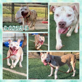 Rescue Pit Bull Terrier Dogs for Adoption in Fort Smith, Arkansas - Dozer D | PetCurious