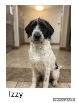 Izzy -  German Wirehaired Pointer and Labradoodle Dog for Adoption in Sparta, North Carolina - Izzy | PetCurious