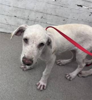 DAPHNEY -  Labrador Retriever and Mixed Breed Dog for Adoption in San Bernardino, California - DAPHNEY | PetCurious