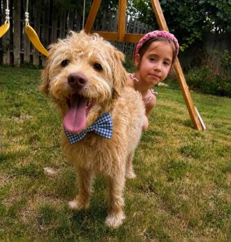 ROCKY GS -  Schnauzer Dog for Adoption in Lucas, Texas - ROCKY GS | PetCurious