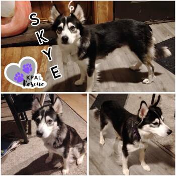 Skye -  Mixed Breed Dog for Adoption in Kenai, Alaska - Skye | PetCurious