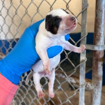 Baby Butterfly -  Cattle Dog Dog for Adoption in Edinburg, Texas - Baby Butterfly | PetCurious