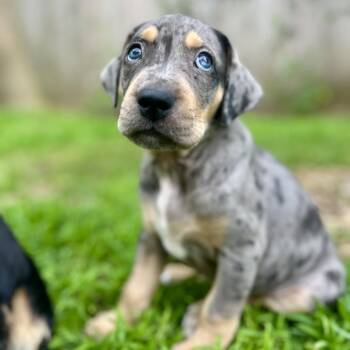 Coonhound and Catahoula Leopard Dog Dogs Available for Adoption in New Orleans, Louisiana - Stevie | PetCurious
