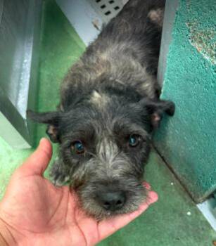 Tony Hawk -  Terrier Dog for Adoption in Durango, Colorado - Tony Hawk | PetCurious