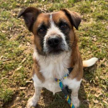 Australian Cattle Dog Blue Heeler Dogs Available for Adoption - King | PetCurious