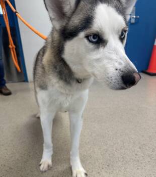Husky Dogs Available for Adoption in Manassas, Virginia - Nelly (ID 51190/1337) | PetCurious