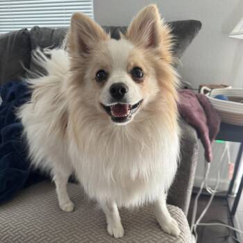 Pomeranian Dogs Available for Adoption in Fort Collins, Colorado - Ozzy | PetCurious