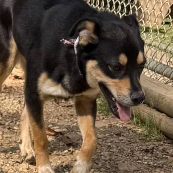 Pit Bull Terrier Dogs Available for Adoption in Birmingham, Alabama - Koda | PetCurious