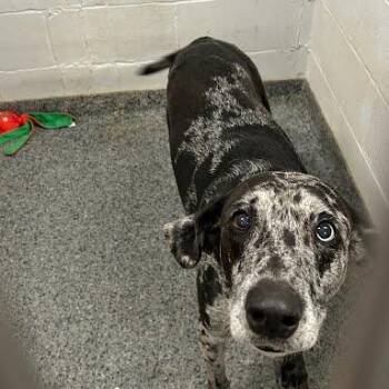 Star -  Mixed Breed Dog for Adoption in Jeffersonville, Indiana - Star | PetCurious