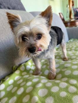 Toby -  Yorkshire Terrier Dog for Adoption in Valparaiso, Indiana - Toby | PetCurious