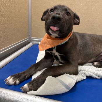 Buffy -  Mixed Breed Dog for Adoption in Las Cruces, New Mexico - Buffy | PetCurious