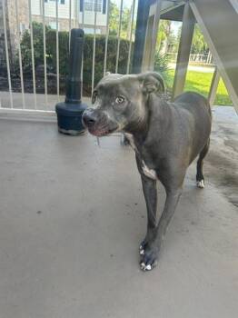 A137239 -  Mixed Breed Dog for Adoption in Palmetto, Florida - A137239 | PetCurious