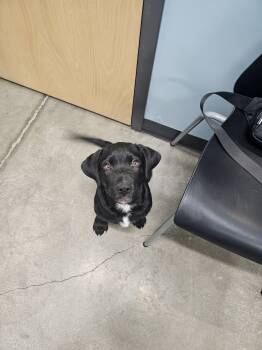 Rescue Australian Cattle Dog Blue Heeler and Labrador Retriever Dogs for Adoption in Mesa, Arizona - Venom | PetCurious