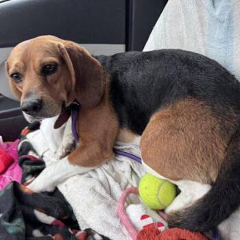 Beagle Dogs Available for Adoption - Wilbur | PetCurious