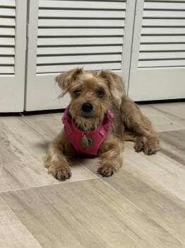 Bella -  Mixed Breed Dog for Adoption in Melbourne Beach, Florida - Bella | PetCurious