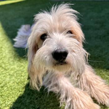 Asher -  Mixed Breed Dog for Adoption in Matteson, Illinois - Asher | PetCurious