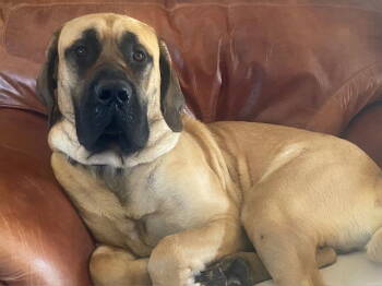 Rescue Mastiff Dogs for Adoption in Edmond, Oklahoma - Shaw | PetCurious