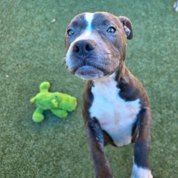 Hay Hay -  Pit Bull Terrier Dog for Adoption in Greensboro, North Carolina - Hay Hay | PetCurious