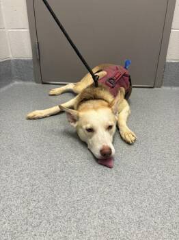 CARMELLA -  German Shepherd Dog and Siberian Husky Dog for Adoption in Indianapolis, Indiana - CARMELLA | PetCurious