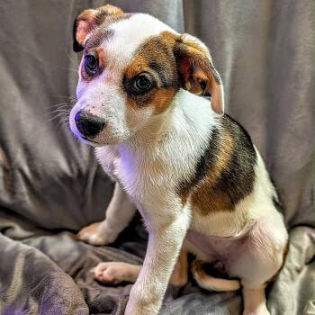 Mixed Breed Dogs Available for Adoption - 300 (2026) Daisy | PetCurious