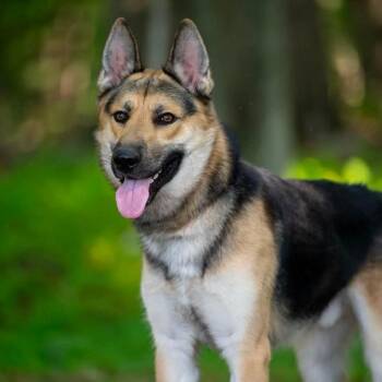 Austin (26-322) -  German Shepherd Dog Dog for Adoption in New Ringgold, Pennsylvania - Austin (26-322) | PetCurious