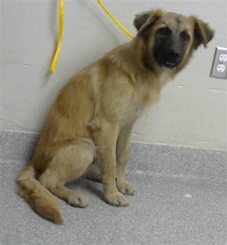 A185670 -  Labrador Retriever and Mixed Breed Dog for Adoption in Pasadena, Texas - A185670 | PetCurious