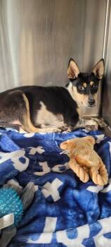 Rescue Mixed Breed Dogs for Adoption in Chillicothe, Ohio - Cousin It | PetCurious