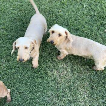 Cody and Sophie -  Wirehaired Dachshund Dog for Adoption in Chickasha, Oklahoma - Cody And Sophie | PetCurious
